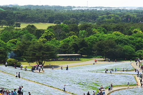 ひたち海浜公園でネモフィラ見てきた