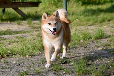 犬が単独で走ってきた