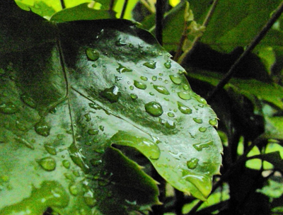 そろそろ梅雨明けかな