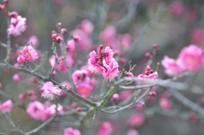 立春、杉花粉？