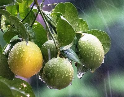 梅雨の残り