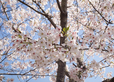 まだ桜の花が見れる