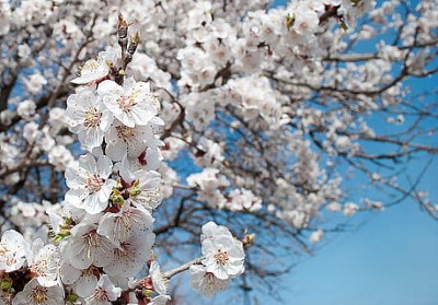 サクランボの花、満開