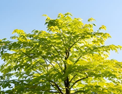 スギ花粉のピークは過ぎた